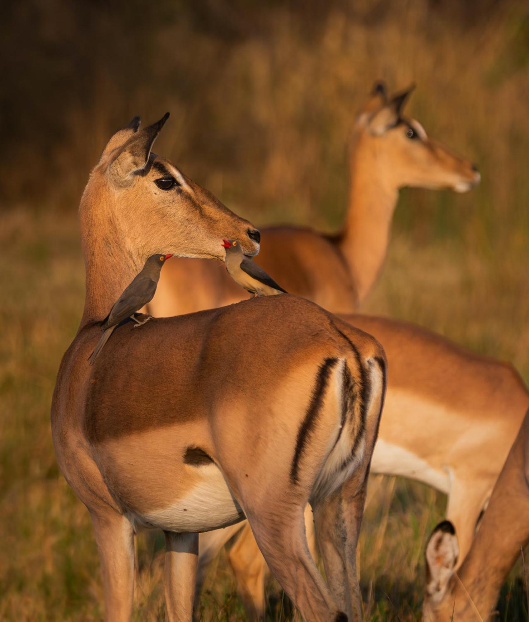 Out In Africa Wildlife Lodge Hammanskraal Bagian luar foto