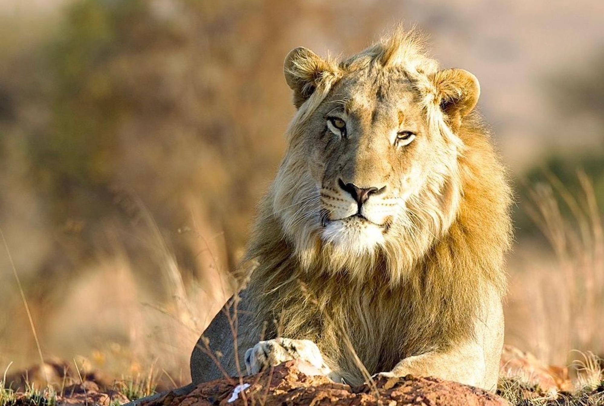 Out In Africa Wildlife Lodge Hammanskraal Bagian luar foto