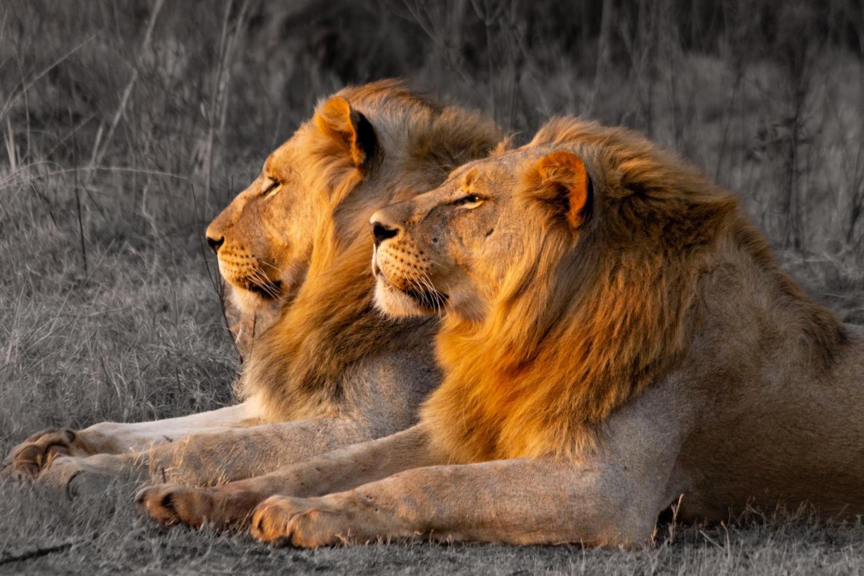 Out In Africa Wildlife Lodge Hammanskraal Bagian luar foto